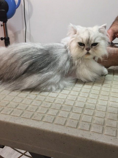 Chat blanc toiletté