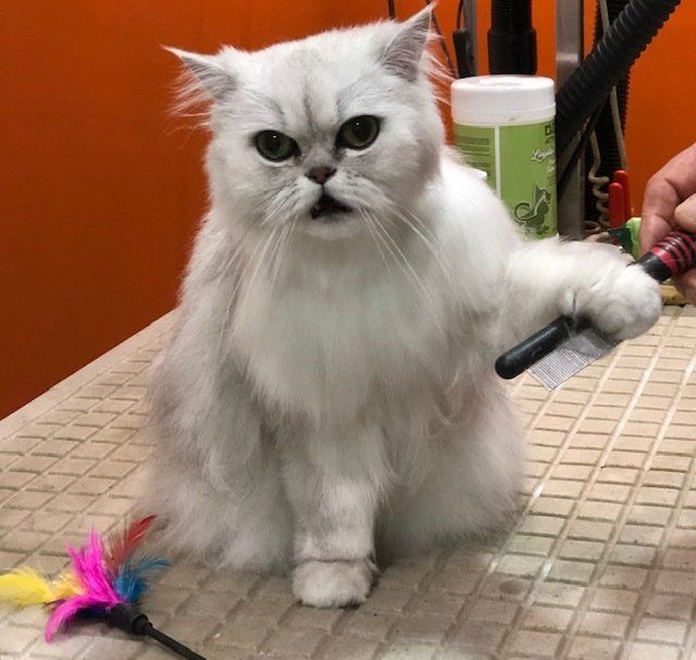 Chat blanc toilettage