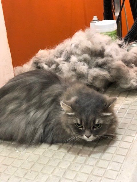 Chat gris après tonte