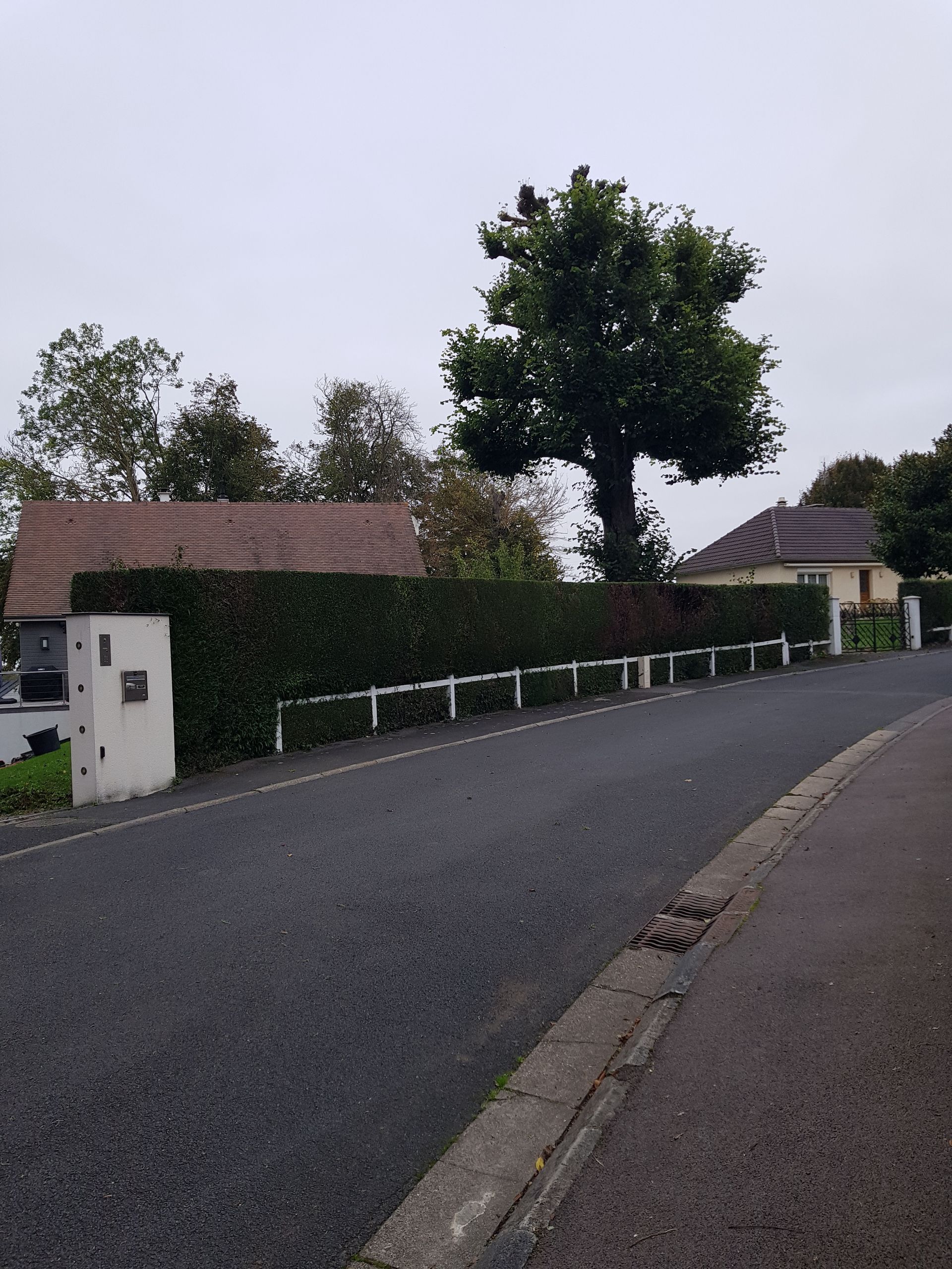 Rue résidentielle tranquille avec un mur recouvert de lierre, de petites maisons et un ciel couvert.