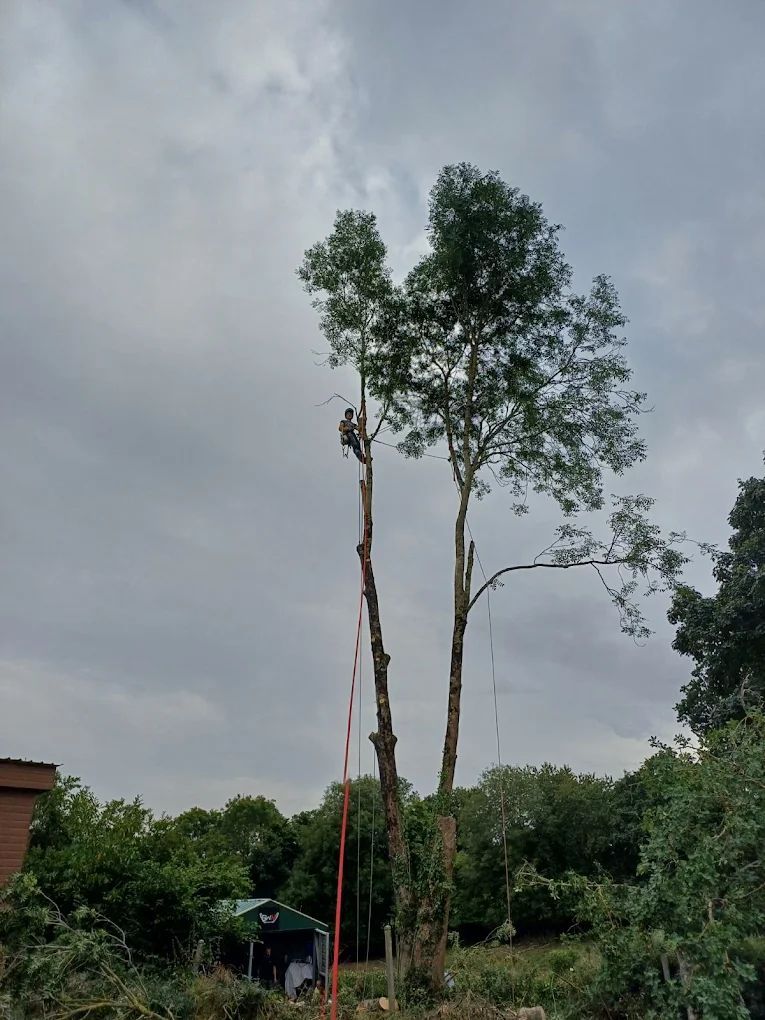 Arboriste dans un grand arbre, coupant des branches. Ciel nuageux au-dessus.