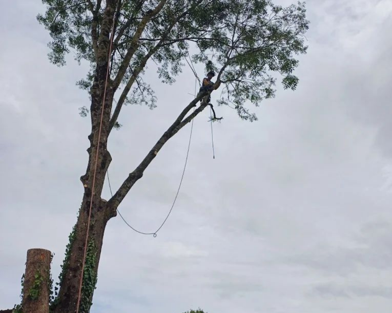 Personne dans un arbre, coupant des branches avec une corde. Ciel nuageux.