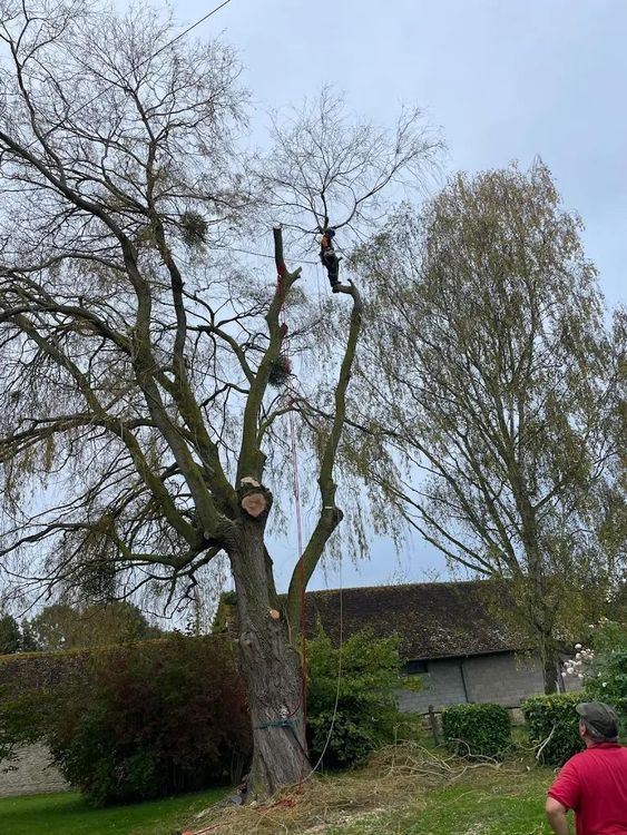 Un homme sur un grand tronc d'arbre, utilisant une tronçonneuse pour le couper près d'une ligne électrique.