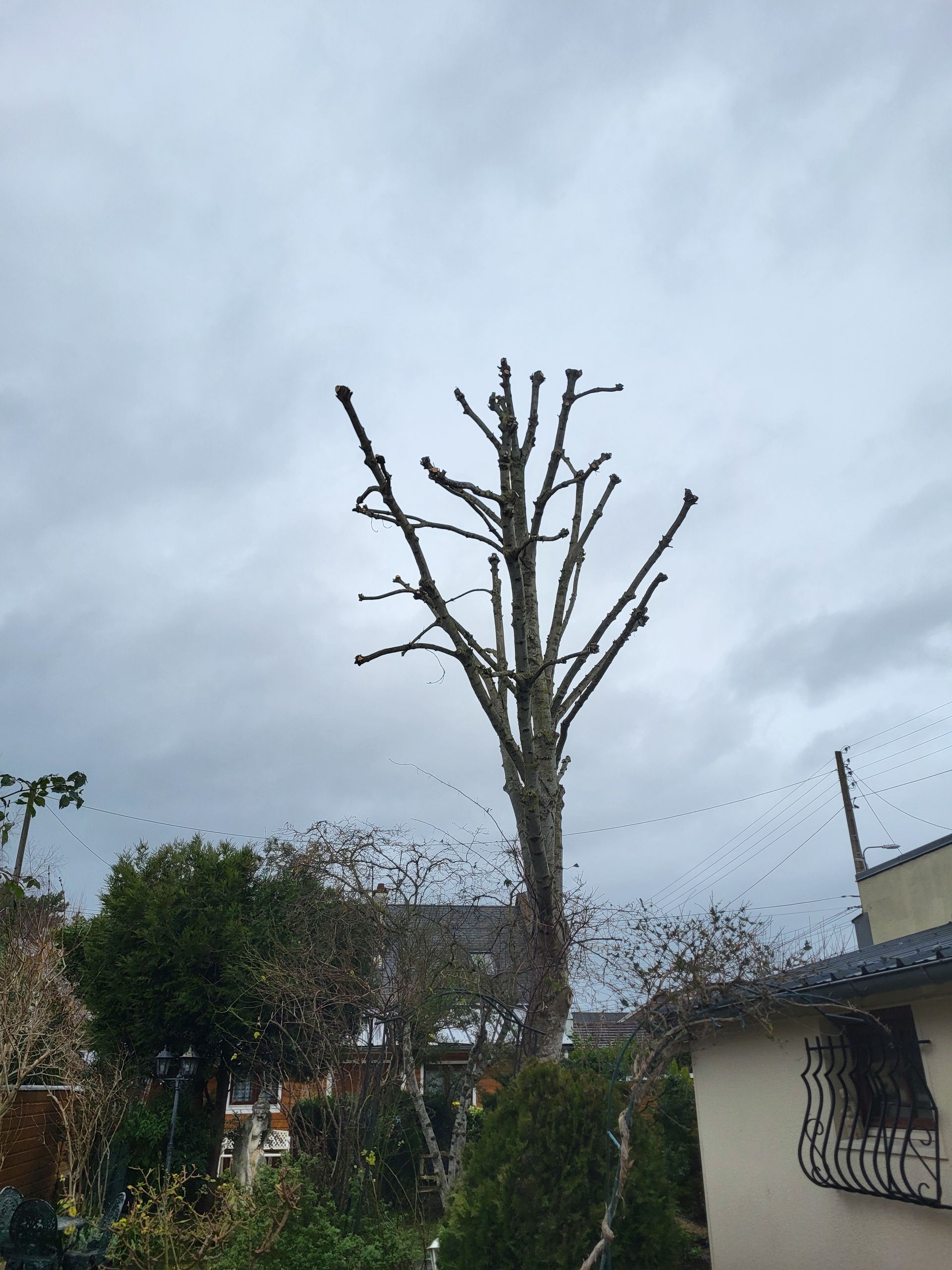 Arbre sans feuilles dans une cour sous un ciel nuageux, avec des maisons et de la verdure en arrière-plan