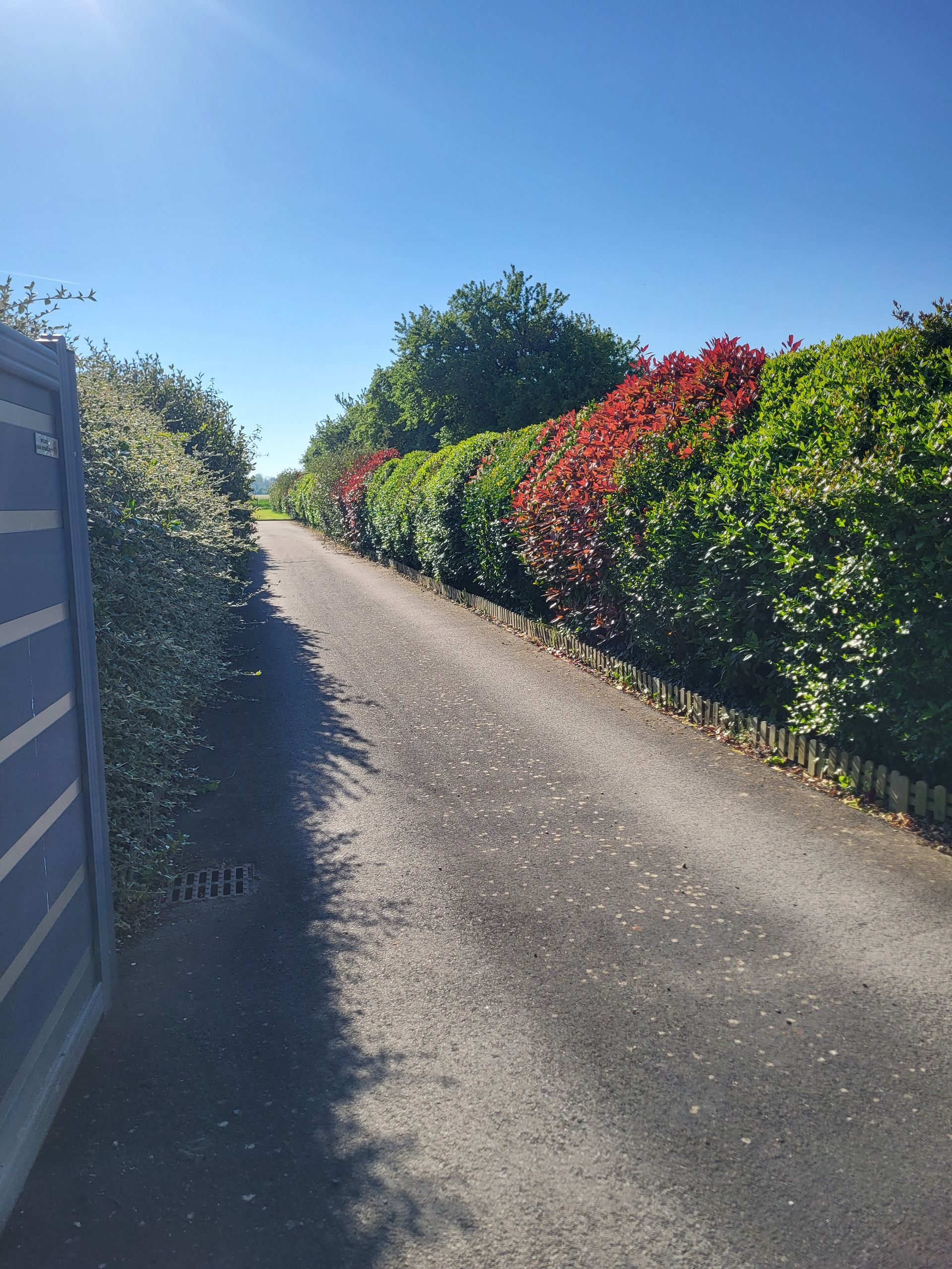 Allée de gravier ensoleillée bordée de haies vertes et de feuilles rouges sous un ciel bleu clair