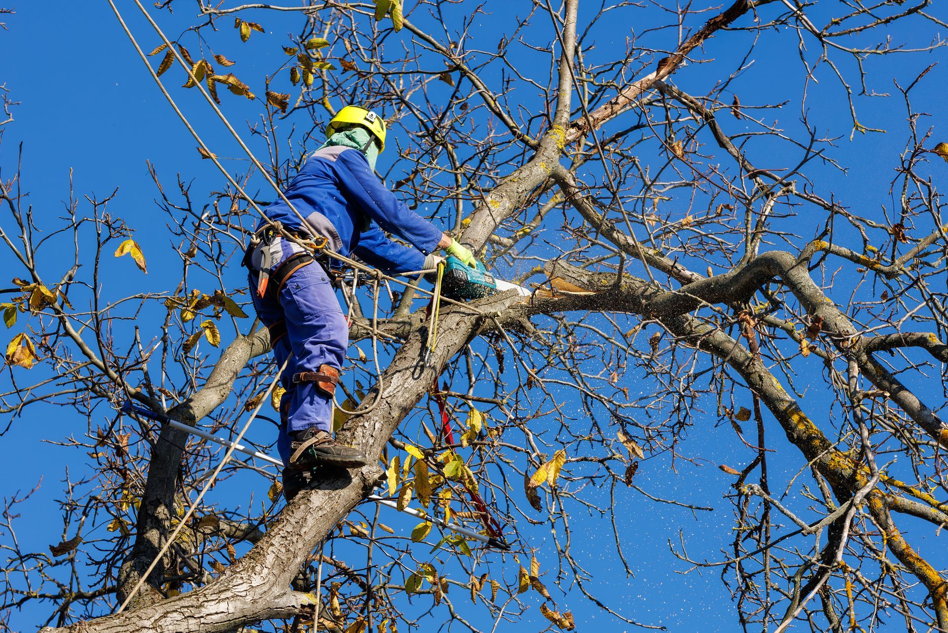 Arboriste en combinaison bleue, casque, coupant une branche d'arbre avec une tronçonneuse, sécurisée par des cordes, sur fond de ciel bleu.