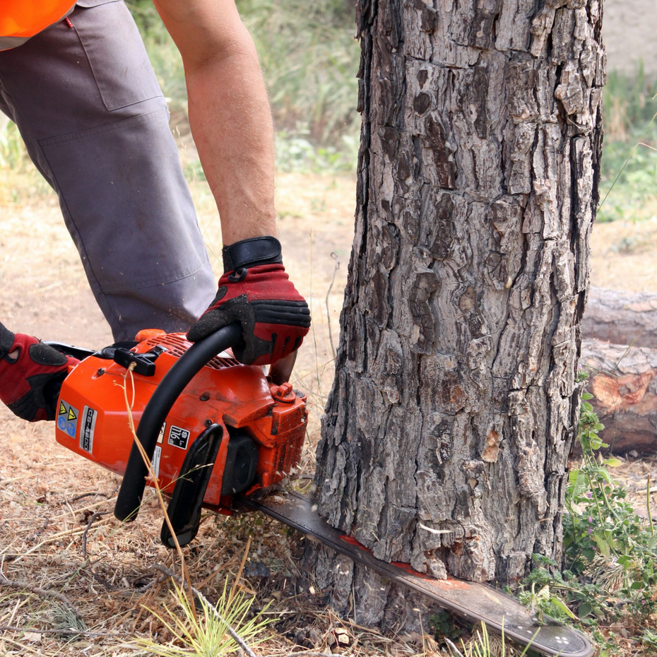 Une personne utilise une tronçonneuse orange pour abattre un arbre en extérieur.