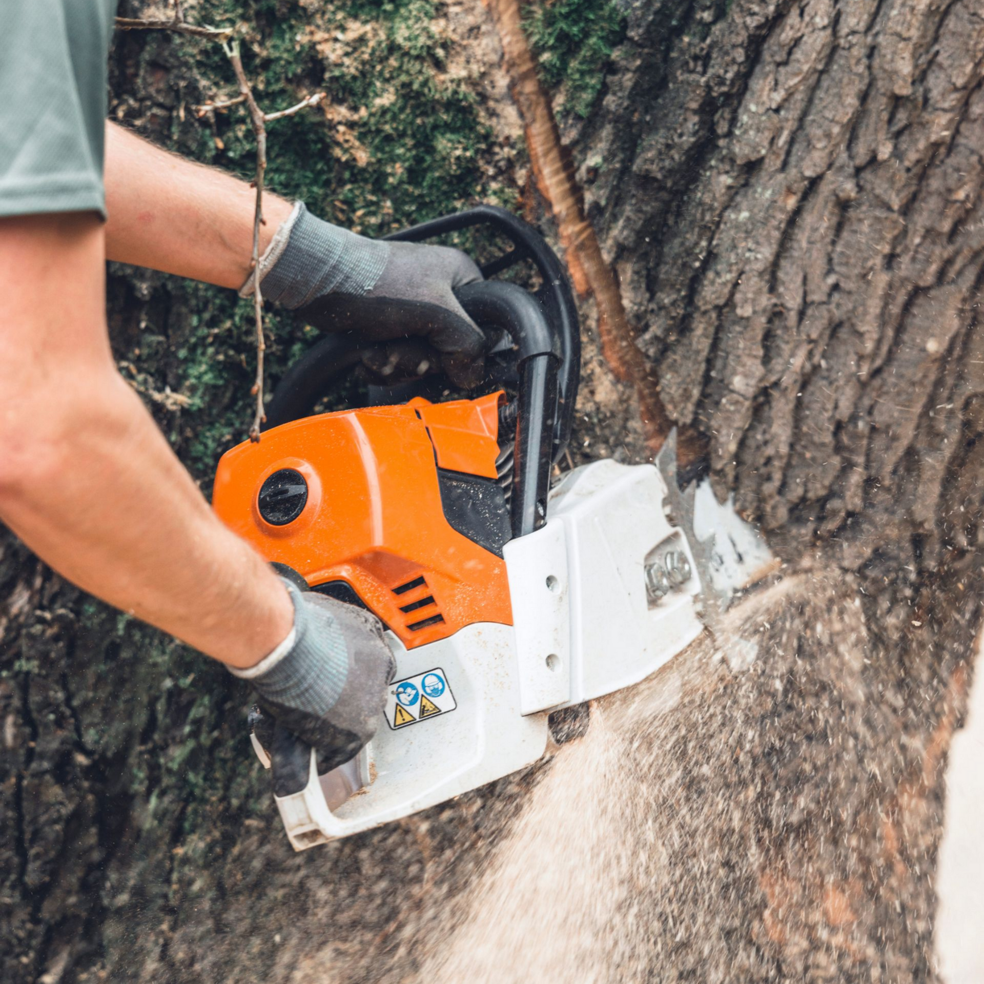 Une personne utilise une tronçonneuse orange et blanche pour couper un arbre.