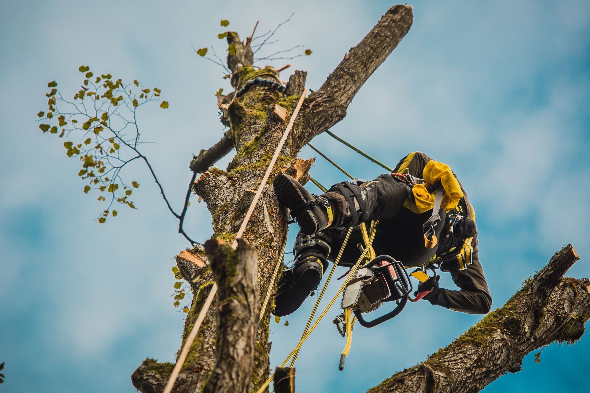 Arboriste utilisant une tronçonneuse sur une branche d'arbre, fixée avec des cordes et un harnais contre un ciel nuageux.