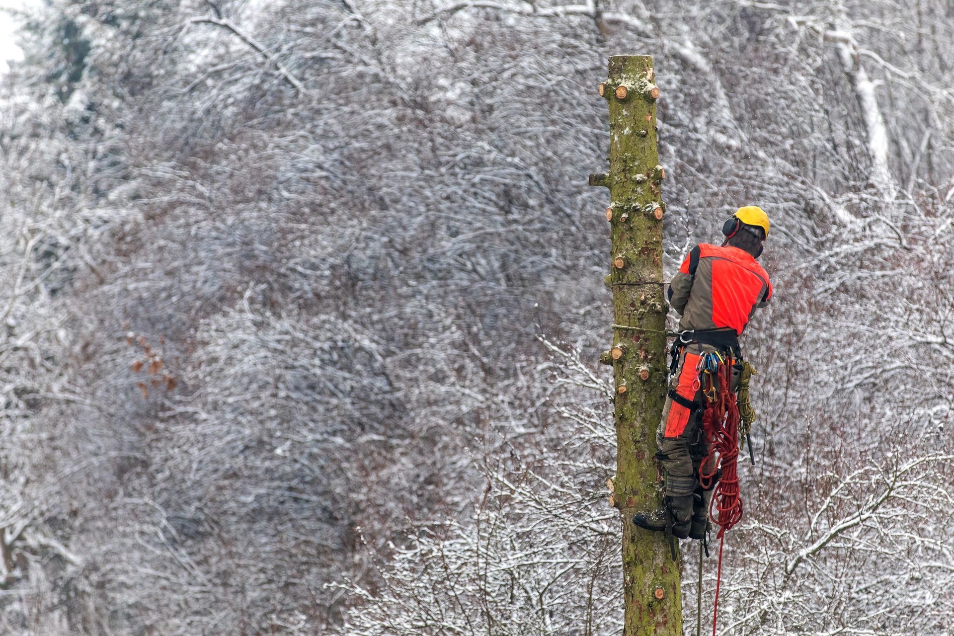 Arboriste en équipement de sécurité coupant un arbre dans une forêt enneigée.