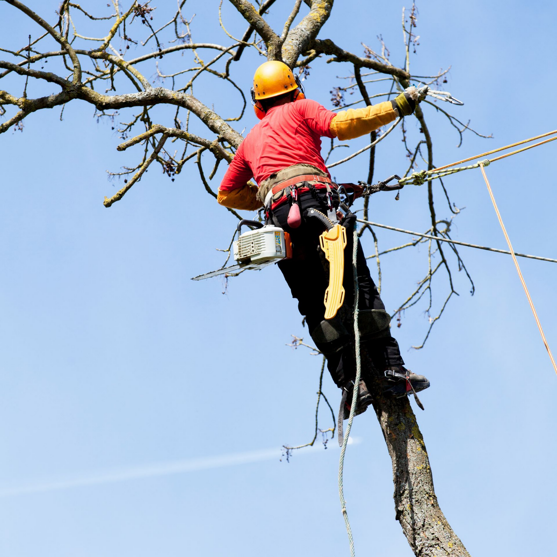 Arboriste en casque orange et chemise rouge, grimpant à un arbre avec des cordes de sécurité, tronçonneuse attachée.