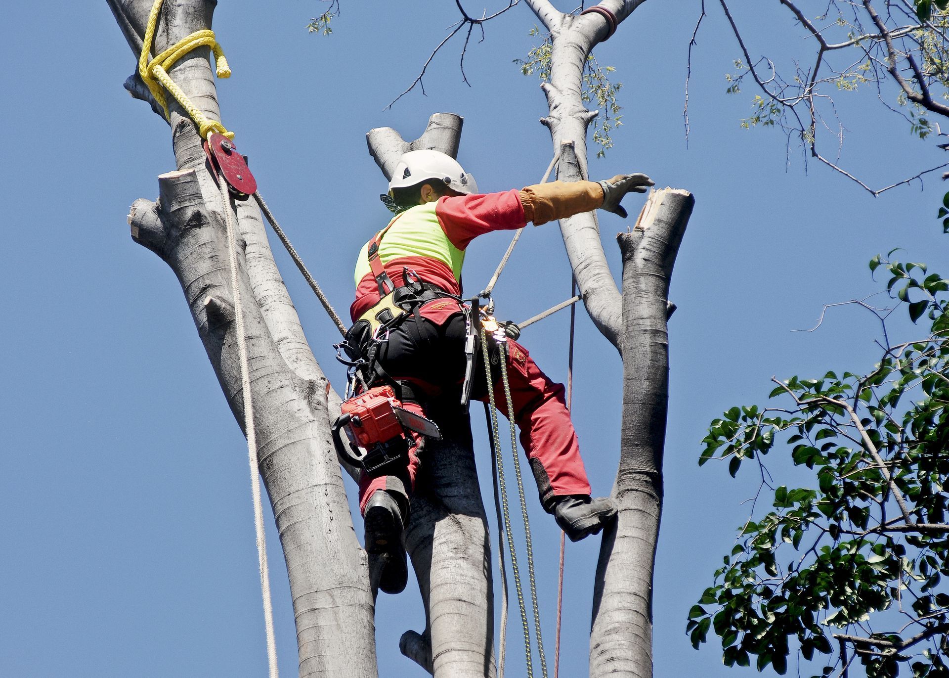 Arboriste en tenue rouge et jaune, coupant des branches d'arbres avec une tronçonneuse contre un ciel bleu.