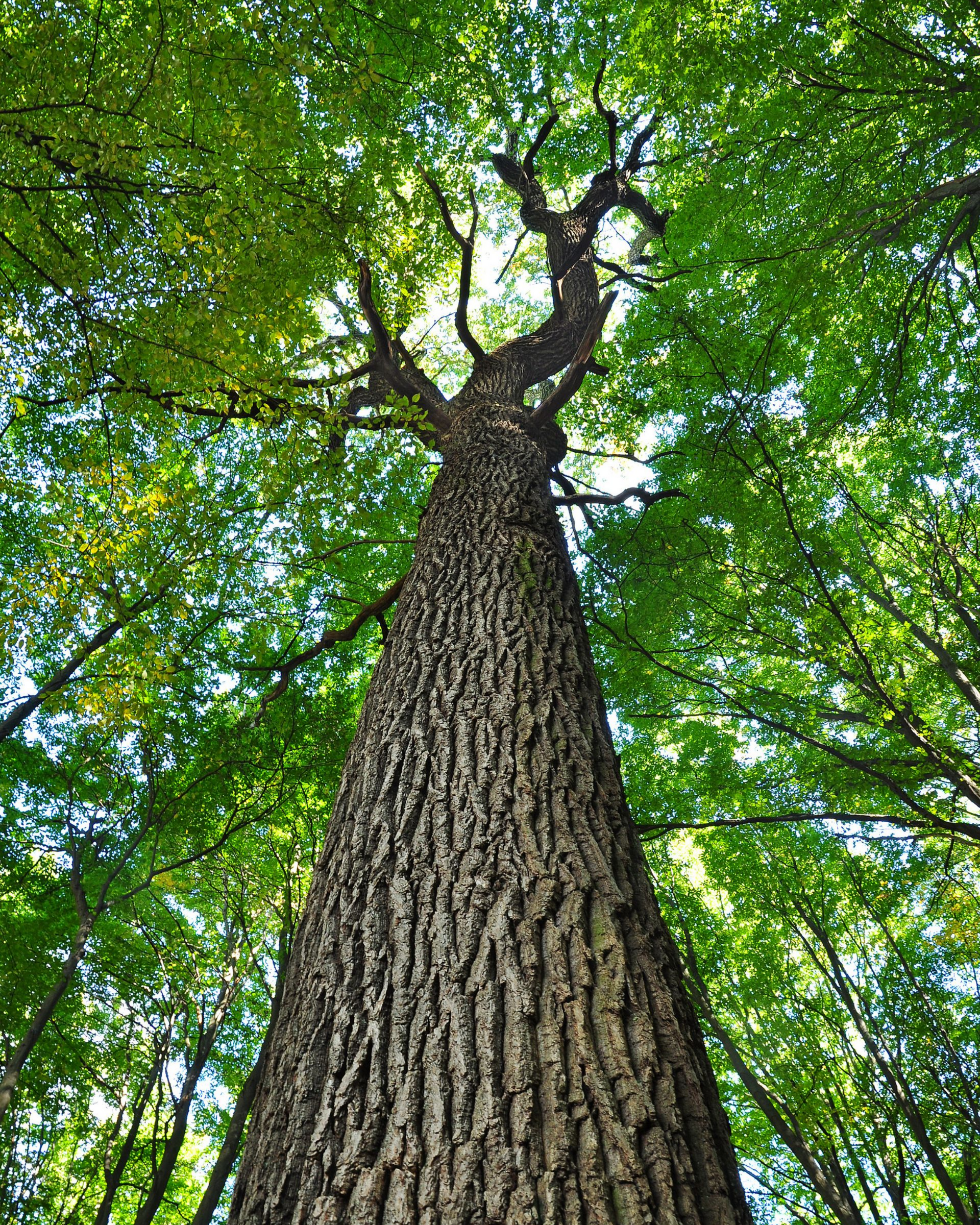 Grand tronc d'arbre s'étendant vers une canopée de feuilles vertes contre un ciel bleu.