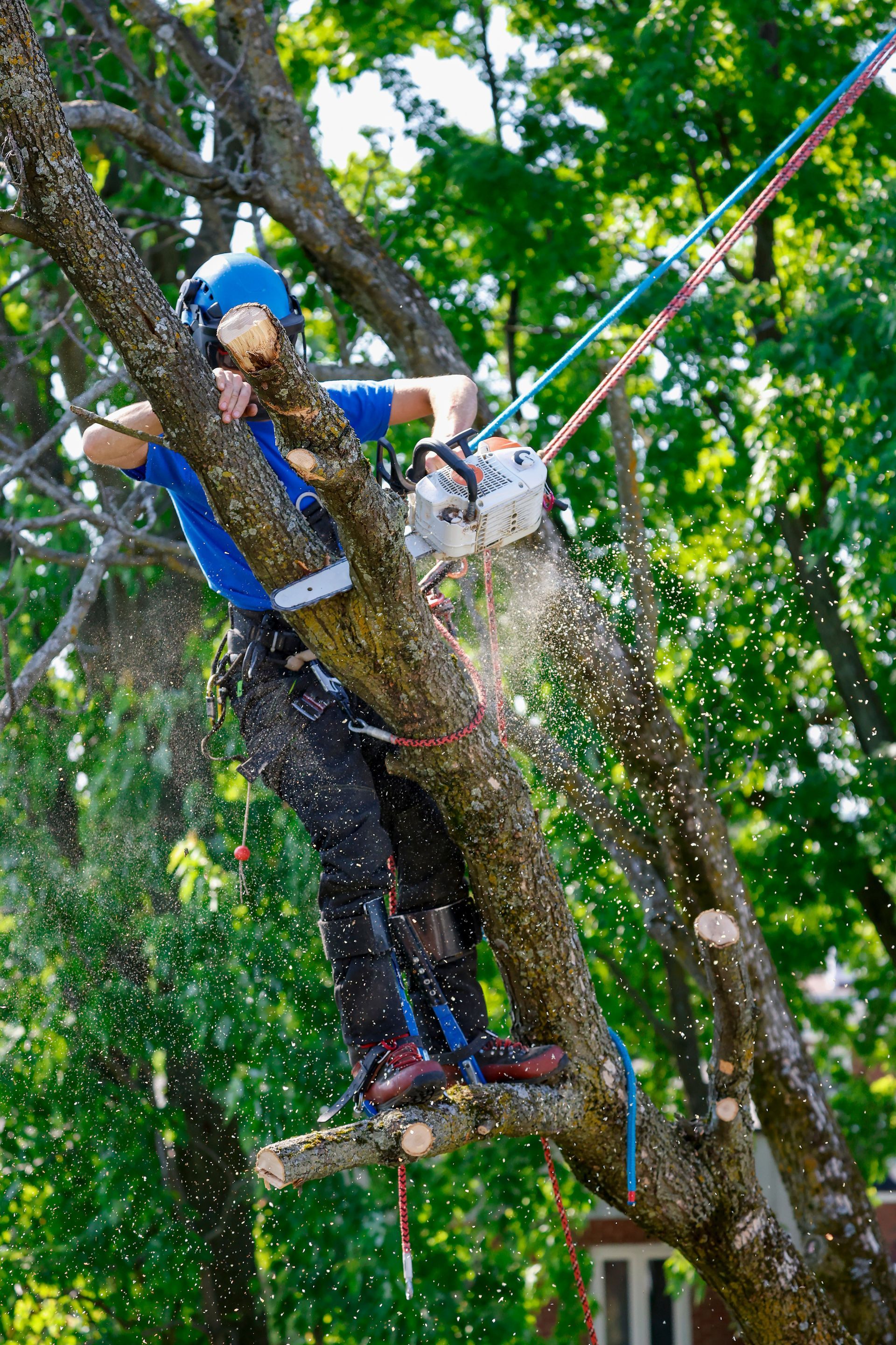 Un arboriste utilise une tronçonneuse pour couper une branche d'arbre, attaché par des cordes et portant un équipement de sécurité, en extérieur.