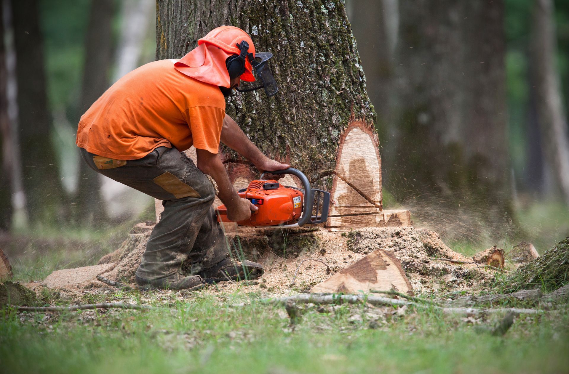 Un bûcheron en chemise orange utilise une tronçonneuse pour abattre un arbre à l'extérieur, des copeaux de bois volent dans tous les sens.
