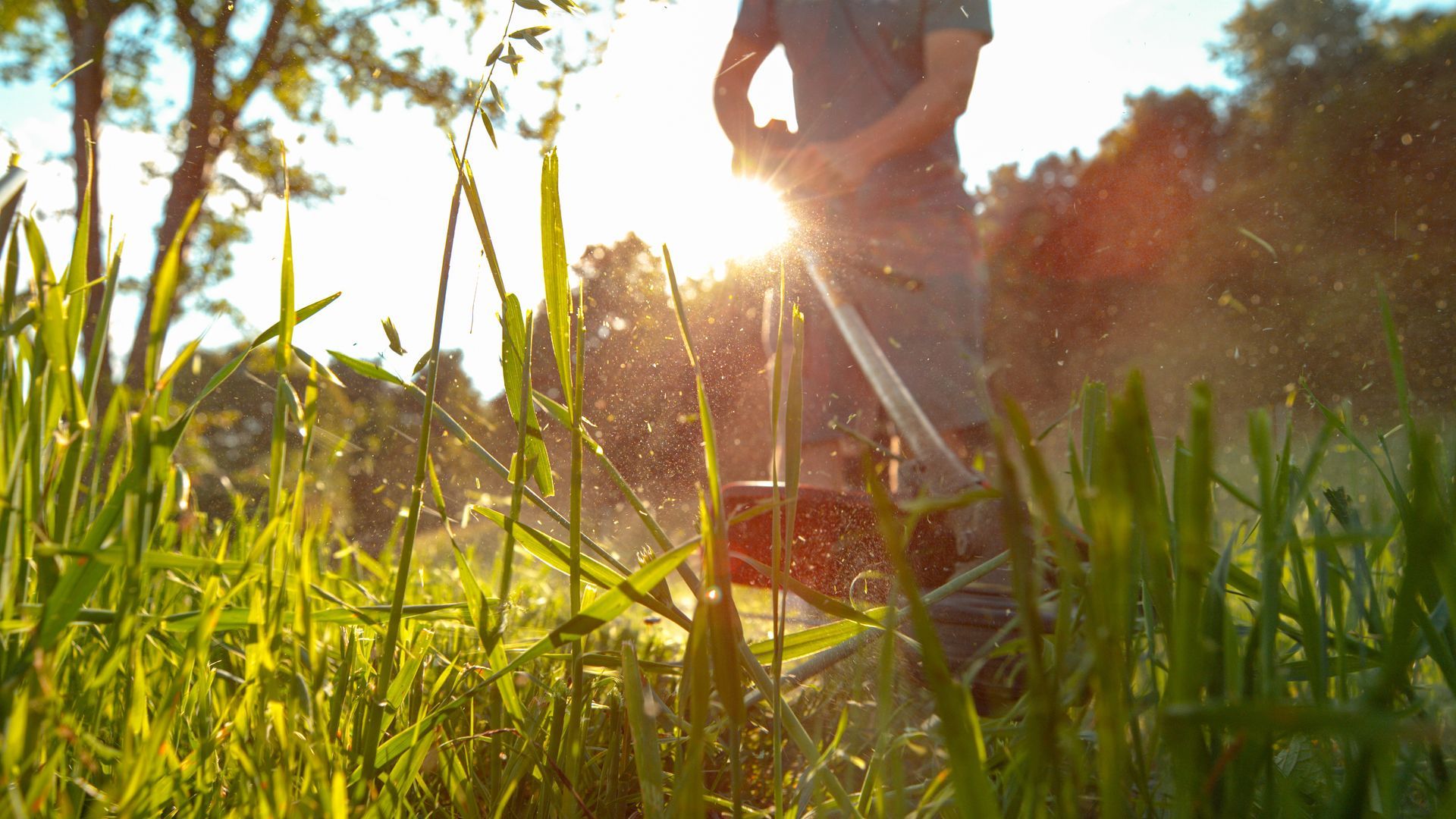 Une personne utilise un coupe-bordures dans de hautes herbes vertes, le soleil brillant à travers les gouttelettes.