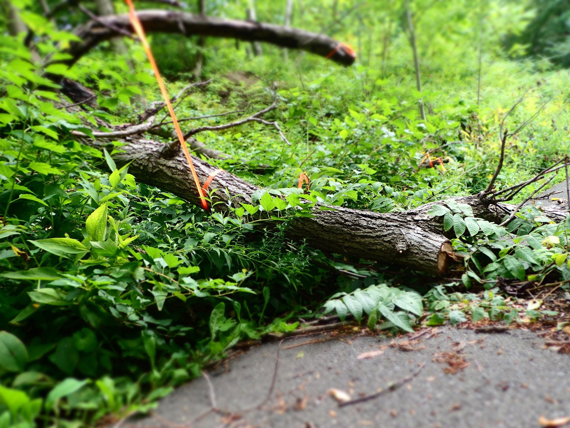 Un tronc d'arbre tombé bloque un chemin pavé dans une forêt verdoyante, une corde orange y est attachée.