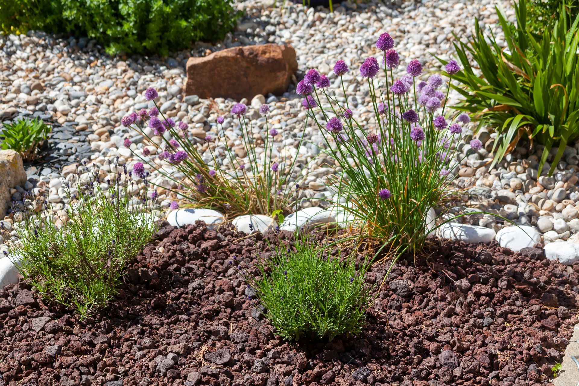 Massif de jardin aménagé avec ciboulette à fleurs violettes, petits buissons verts et roches de lave brun rougeâtre.