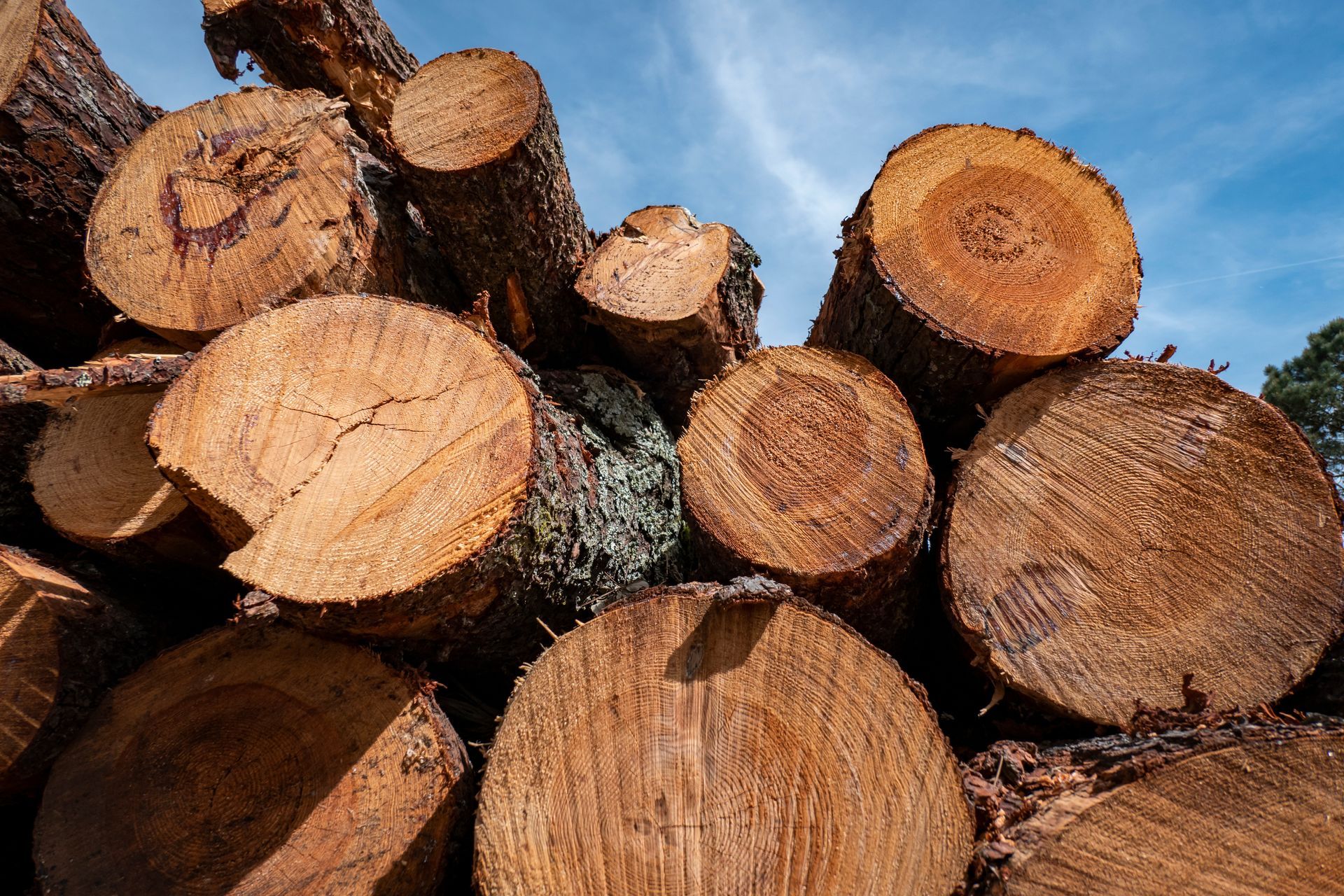 Un tas de bûches fraîchement coupées, révélant les cernes de croissance et le bois brut et brun. Ciel bleu en arrière-plan.