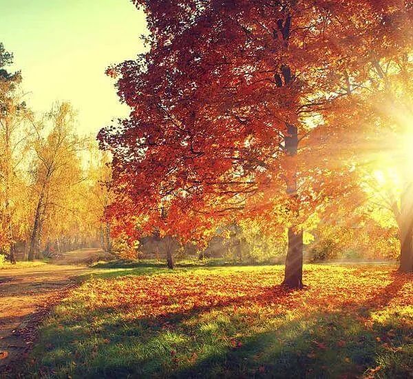 El sol brilla a través de las hojas de los árboles del parque.