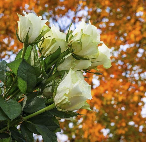 Un ramo de flores blancas con hojas verdes delante de un árbol.
