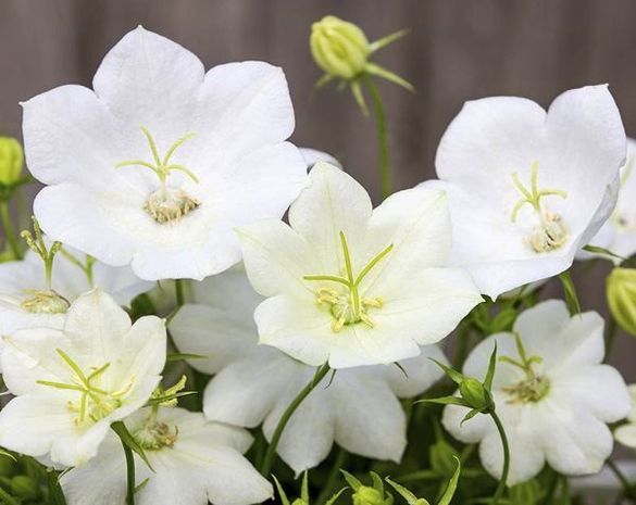 Un ramo de flores blancas con centros amarillos