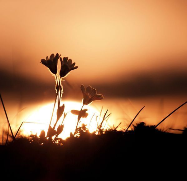Dos flores se recortan contra un cielo al atardecer.