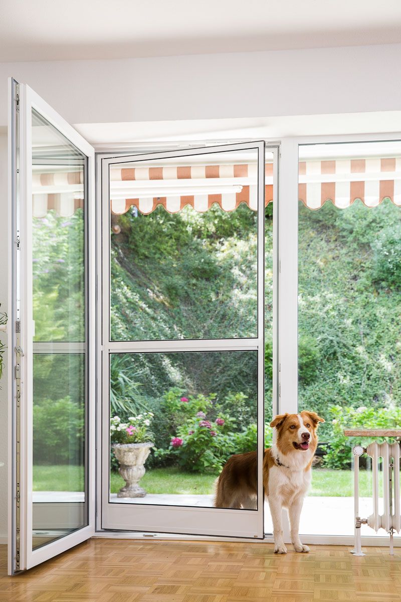 Ein Hund steht vor einer offenen Tür in einem Haus - Insektenschutz von Koke Raumausstattung - Tobias Liebrand - vor Ort in Senden und Lüdinghausen