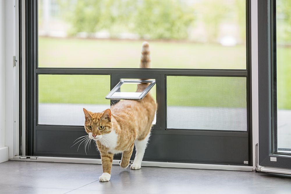 Eine Katze geht durch eine Tür mit einer Katzenklappe - Insektenschutz von Koke Raumausstattung - Tobias Liebrand - vor Ort in Senden und Lüdinghausen