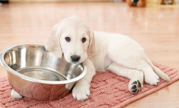 Un cachorro está acostado junto a un recipiente con agua sobre una alfombra.