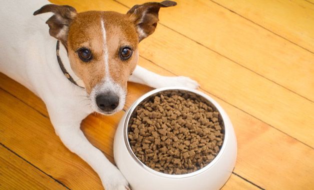 Un perro está acostado al lado de un plato de comida para perros.