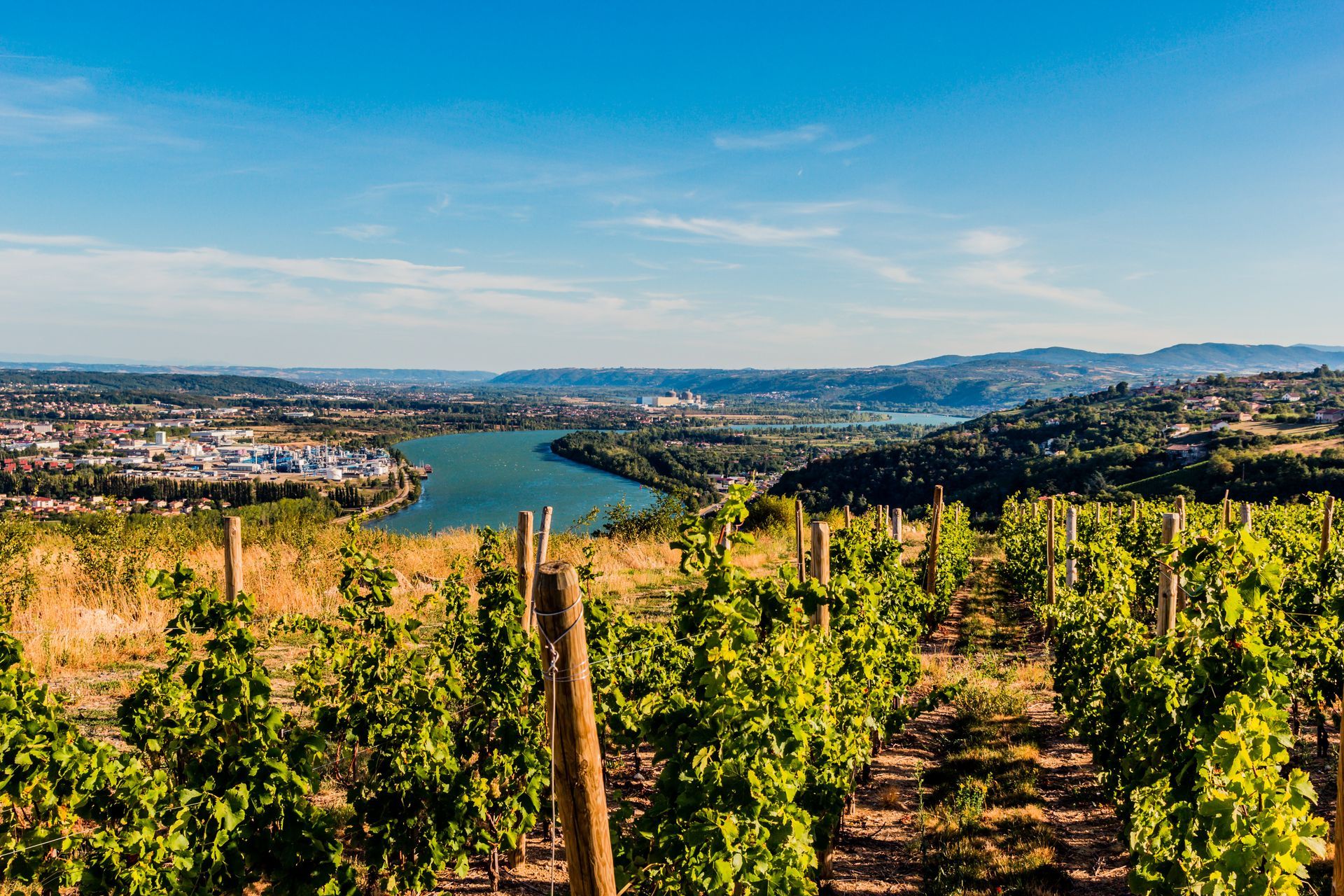 Vignoble surplombant une vallée fluviale et des collines lointaines sous un ciel d'un bleu limpide.