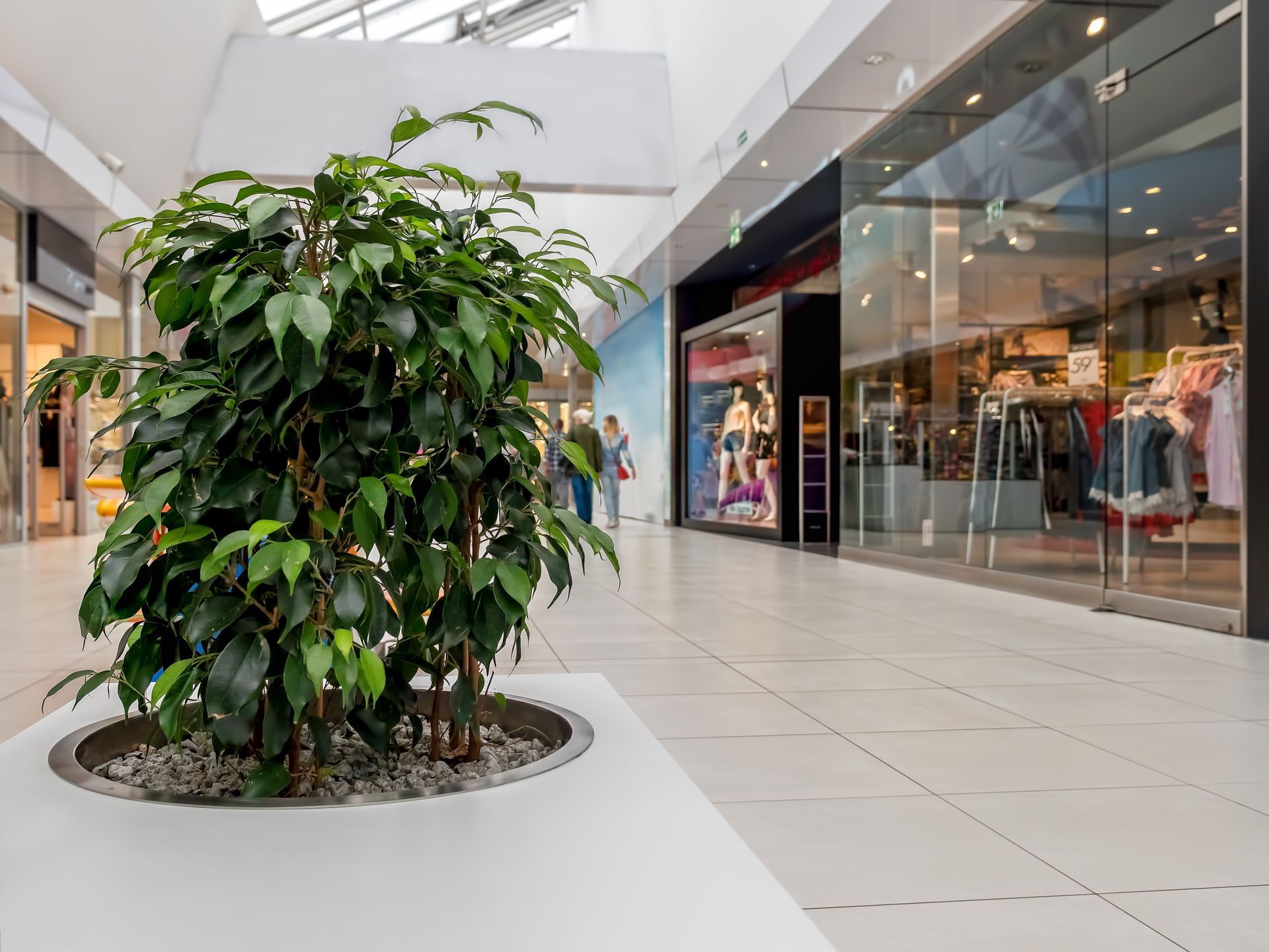 Couloir intérieur d’un centre commercial, avec une grande plante en pot à côté des boutiques et de leurs vitrines