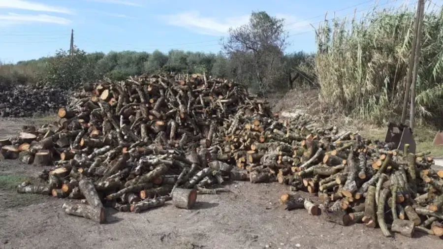 Pila de leña cortada al aire libre, sobre un terreno de tierra, con árboles y un cielo azul al fondo.