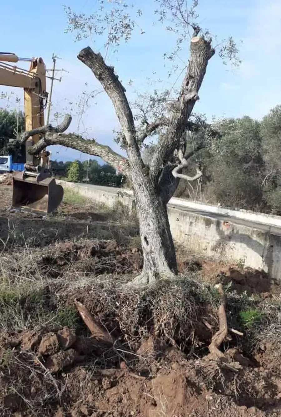 Olivo parcialmente arrancado, cerca de una carretera. Excavadora al fondo.