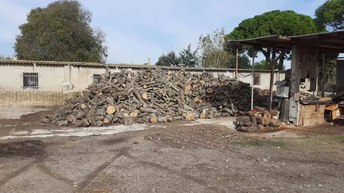 Pila de leña cortada en un patio, con un edificio y árboles al fondo bajo un cielo azul.