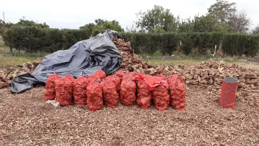Bolsas de malla roja con cebollas cosechadas, astillas de madera y una lona negra en un campo, con árboles al fondo.