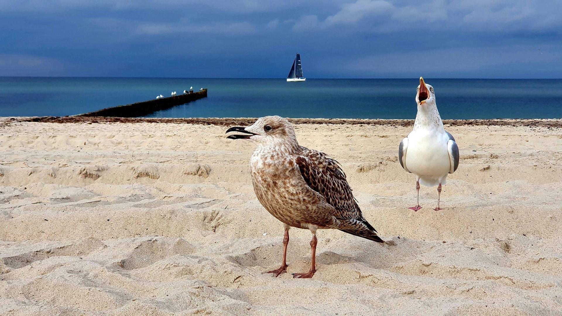 Zwei Möwen stehen an einem Sandstrand mit blauem Meer und einem Segelboot in der Ferne.