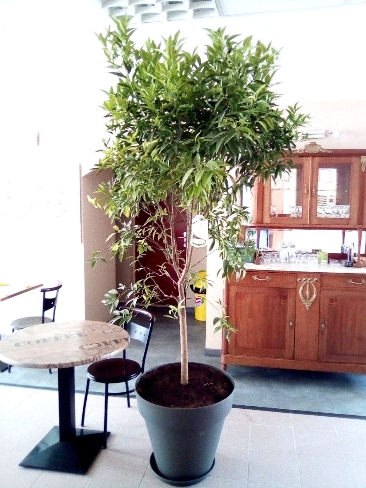 L'intérieur du restaurant avec une plante