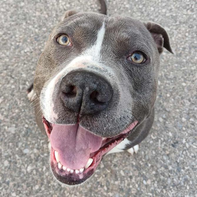 Pitbull azul y blanco sonriendo, con la boca abierta, mirando hacia arriba.