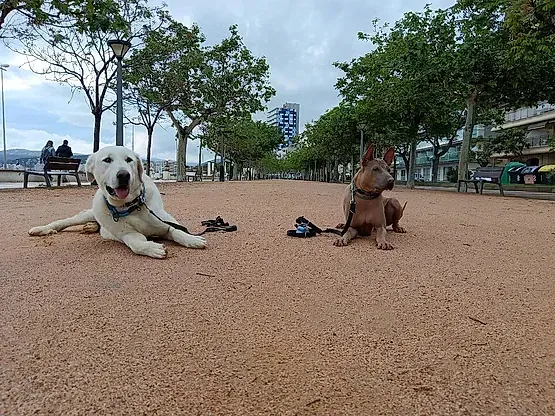 Dos perros están acostados en el suelo en un parque.