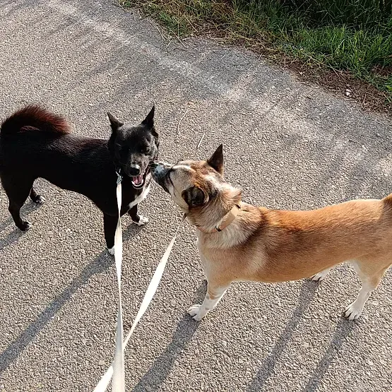 Dos perros están parados uno al lado del otro con una correa.
