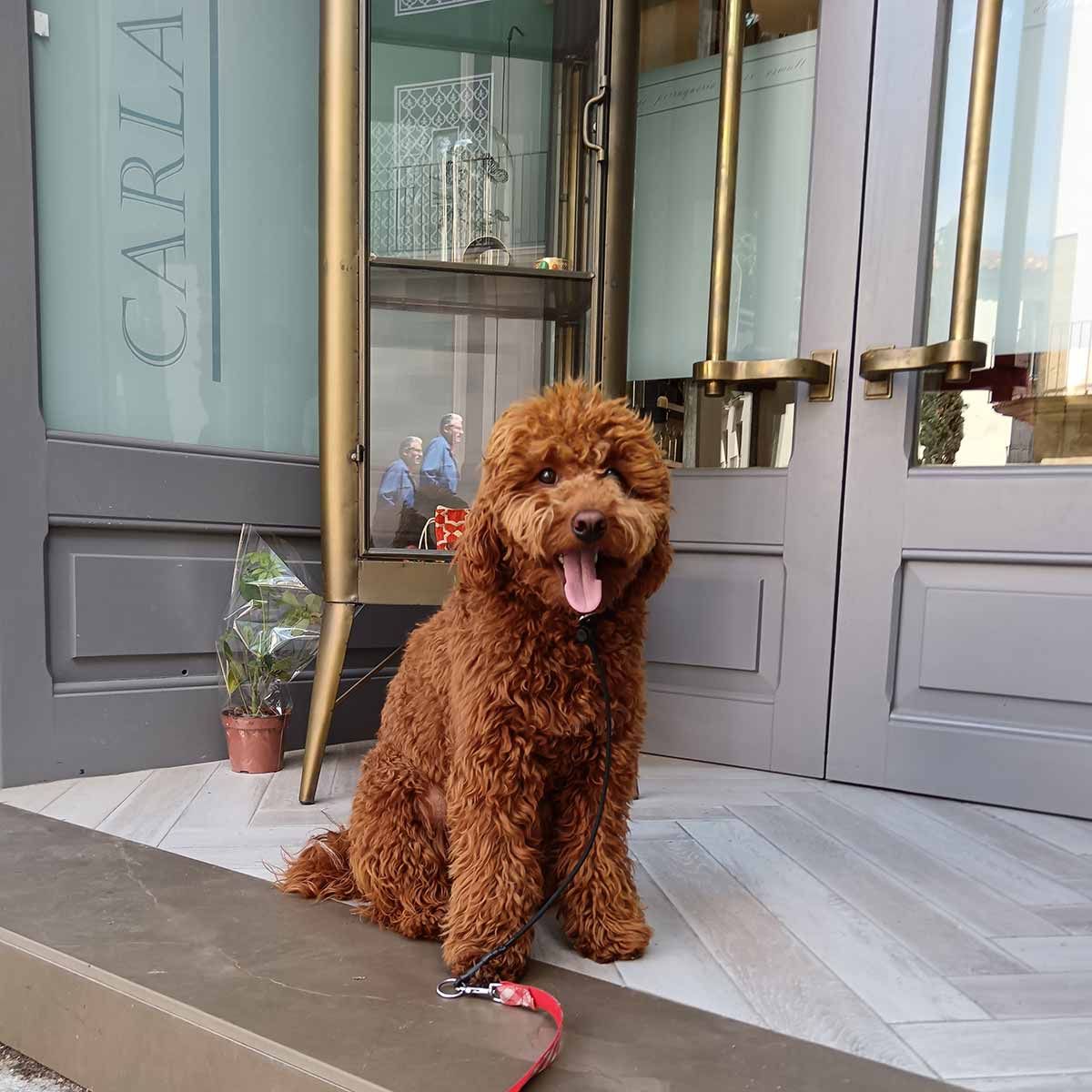 Un Goldendoodle marrón está sentado afuera de una tienda con una correa roja.