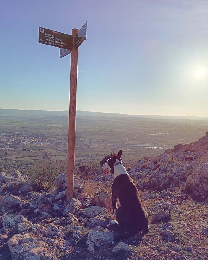 Un perro está sentado cerca de una señal de sendero en una montaña rocosa, contemplando un vasto paisaje bajo un cielo brillante.