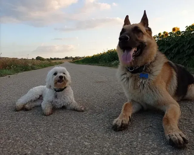Un pastor alemán y un pequeño perro blanco están acostados en una carretera.
