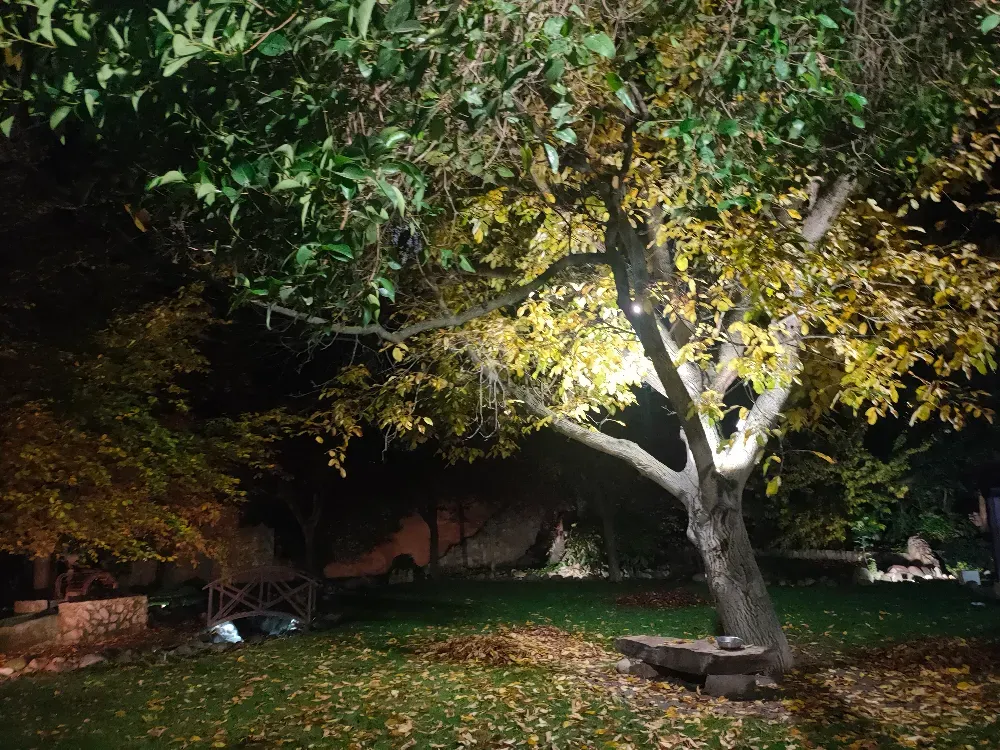 Un foco ilumina un árbol con hojas amarillas de otoño en un jardín oscuro por la noche, con hojas caídas sobre el césped.