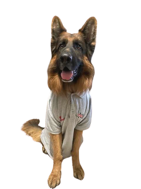 Chien de l'entreprise Aser Vite