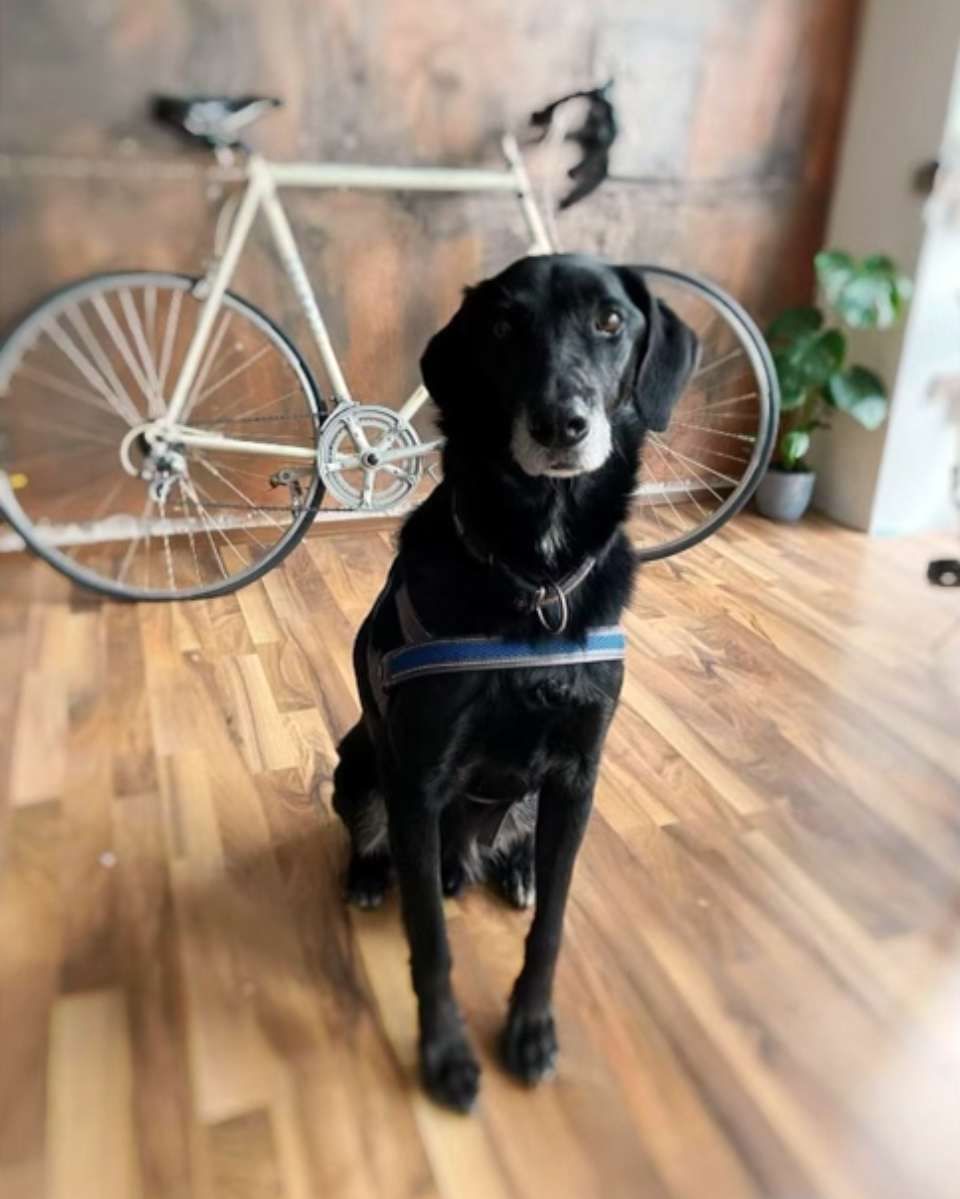 Ein schwarzer Hund sitzt vor einem Fahrrad. Mom & Son