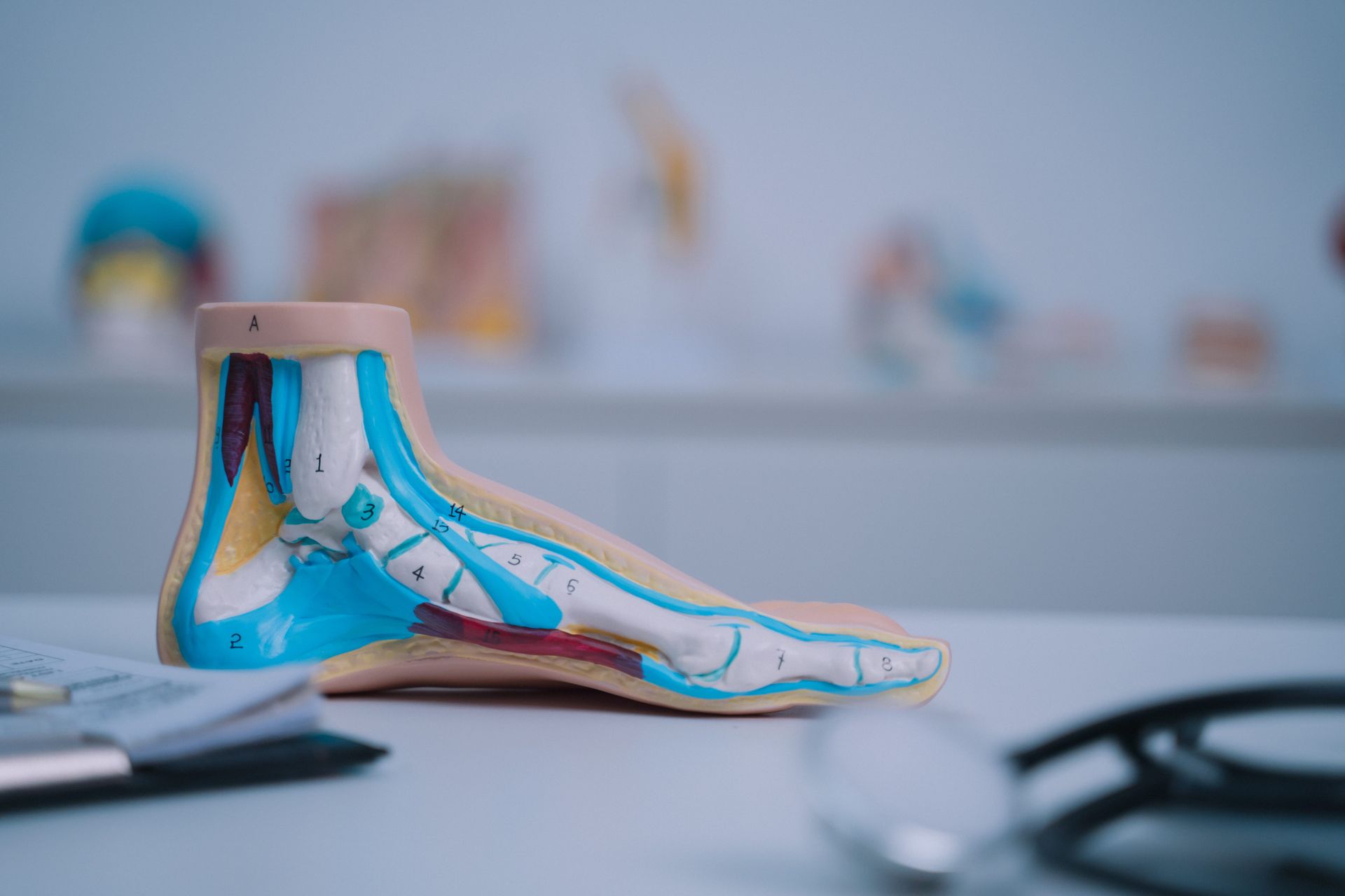 Modelo anatómico de pie azul y rosa sobre un escritorio en una clínica u oficina.