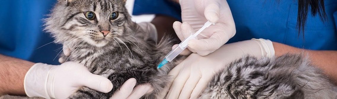 Un gato está recibiendo una inyección de un veterinario.